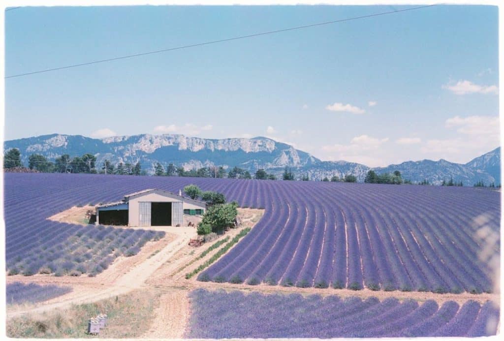 un grand champs de lavande avec vue sur une montagne au loin, un lieu idéal pour un événement à aix en provence